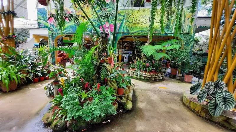 Jardines de Orquídeas en Moyobamba - Ciudad de las Orquídeas